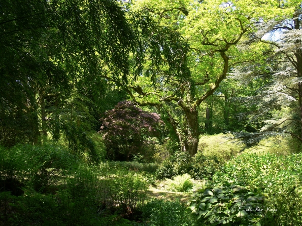 Bois des Moutiers (344) Mai 2012